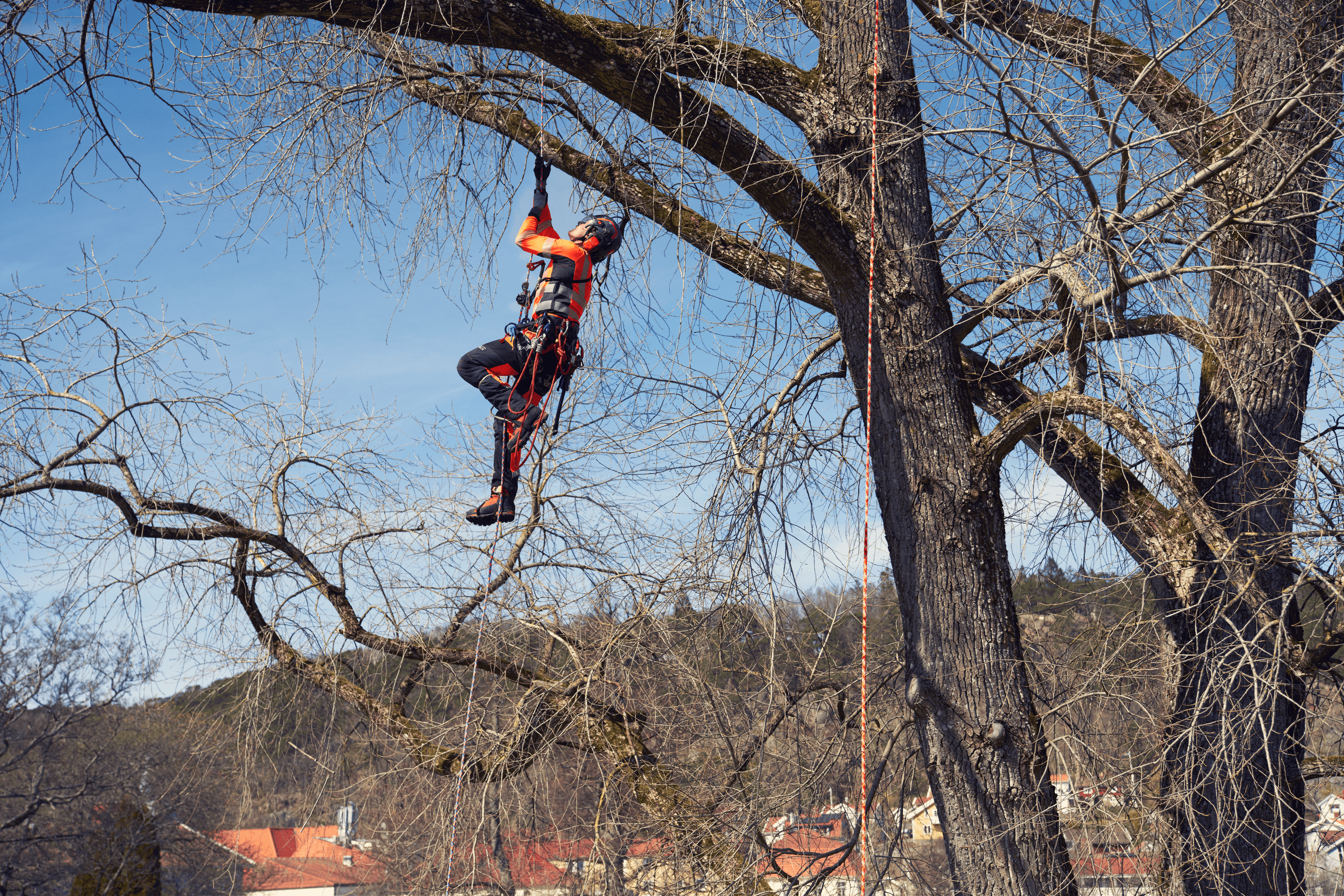 Climbing rope 11.5 mm image 1